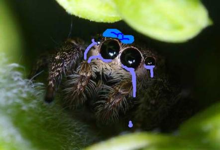 149734xcitefun-cute-spider-1